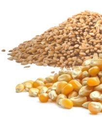 - maismaische.jpglg: